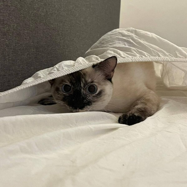 Chat joueur