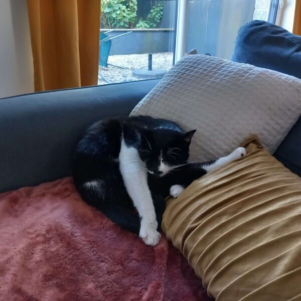 Chatte qui dort