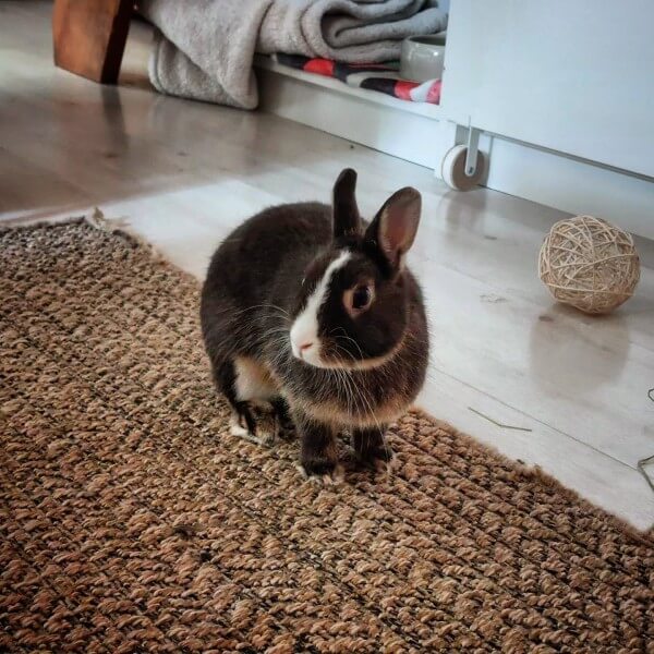 Lapine en intérieur