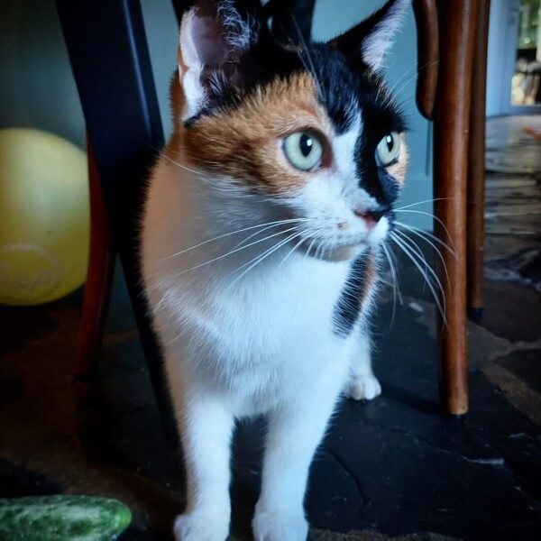 Chatte regardant au dehors