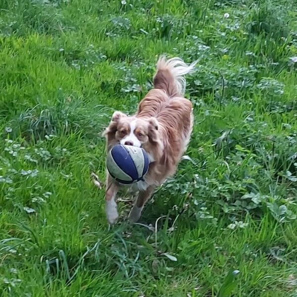 Chien joueur