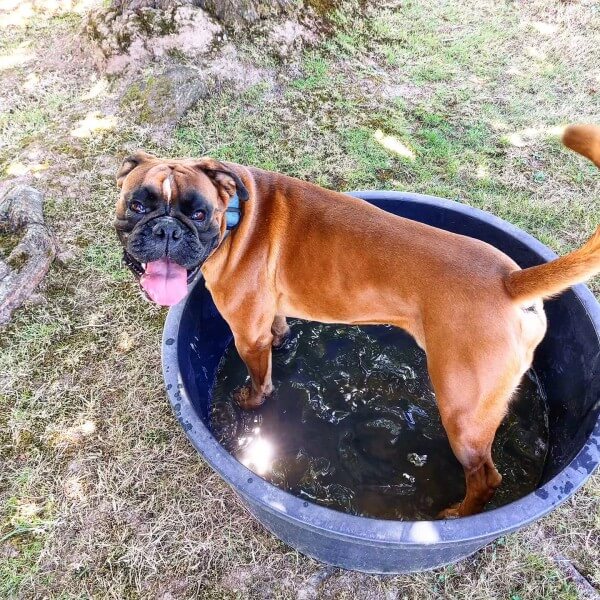 Chien dans une bassine